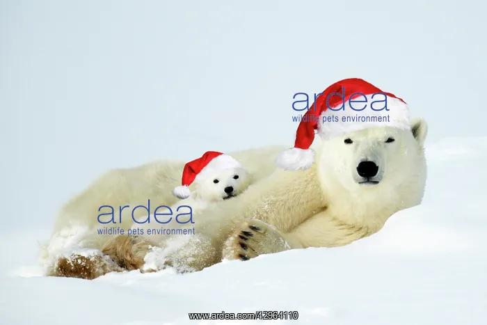: Polar bear and her cubs wearing red Christmas Santa hats in : Polar bear and her cubs wearing red Christmas Santa hats in