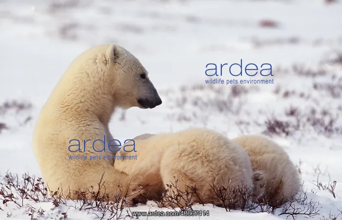 : POLAR BEAR - cubs x two suckling : POLAR BEAR - cubs x two suckling