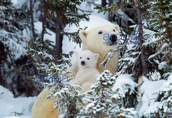 : POLAR BEAR - cuddles baby in snowy woods : POLAR BEAR - cuddles baby in snowy woods