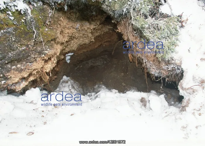 : Polar Bear - den entrance : Polar Bear - den entrance