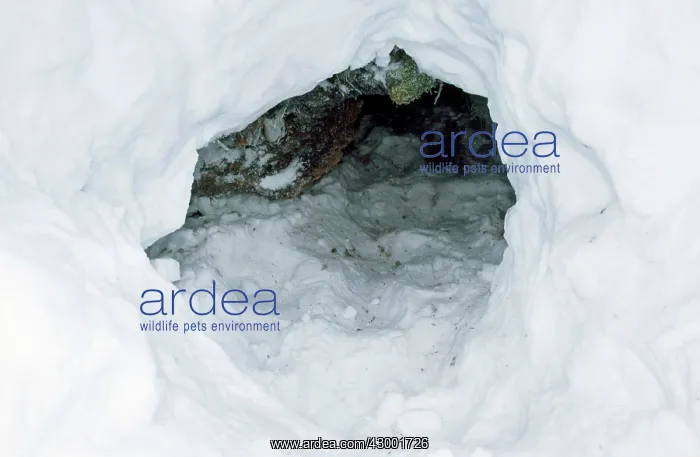 : Polar Bear - den in snow : Polar Bear - den in snow