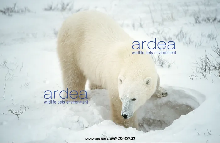 : POLAR BEAR - digging out den in snow : POLAR BEAR - digging out den in snow