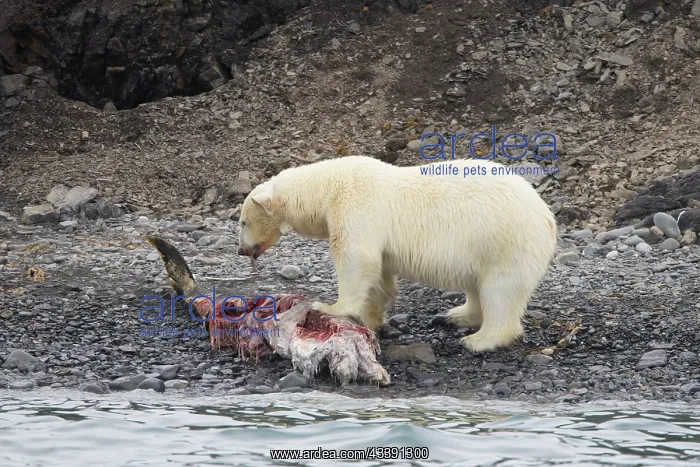 : Polar Bear Dolphin : Polar Bear Dolphin