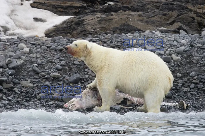 : Polar Bear Dolphin : Polar Bear Dolphin
