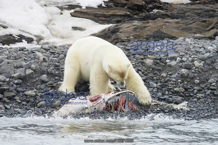 : Polar Bear Dolphin : Polar Bear Dolphin