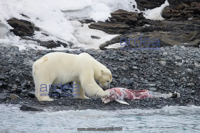 : Polar Bear Dolphin : Polar Bear Dolphin