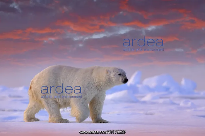 : Polar bear on drift ice edge with snow and water in Svalbard sea : Polar bear on drift ice edge with snow and water in Svalbard sea