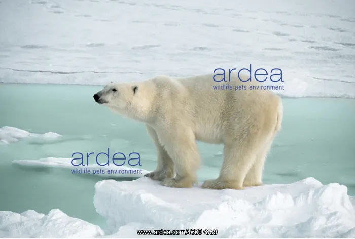 : POLAR BEAR - at the edge of sea ice : POLAR BEAR - at the edge of sea ice