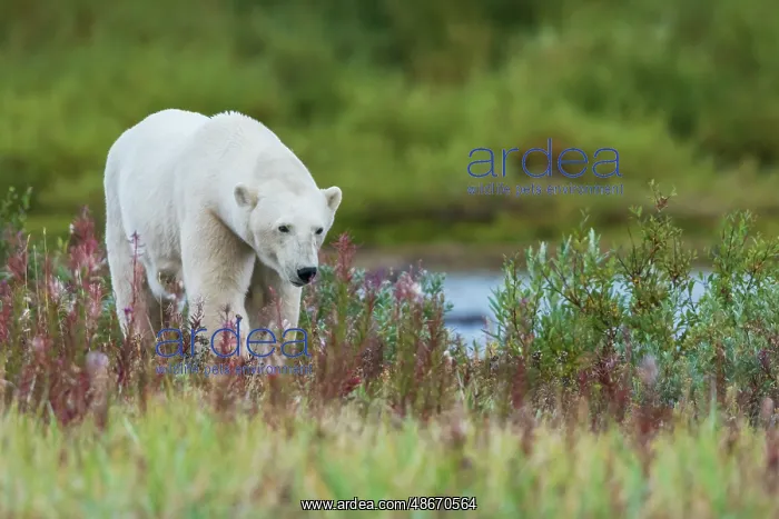 : Polar bear exploring the shoreline of Hudson Bay for a : Polar bear exploring the shoreline of Hudson Bay for a