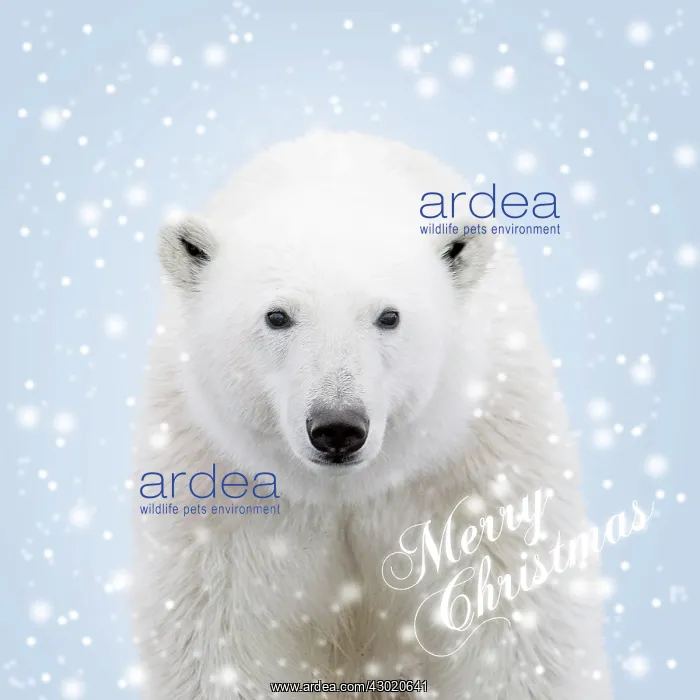 : Polar Bear - in falling snow : Polar Bear - in falling snow