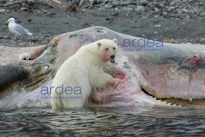 : Polar Bear - feeding on the carcass of a Sperm Whale : Polar Bear - feeding on the carcass of a Sperm Whale