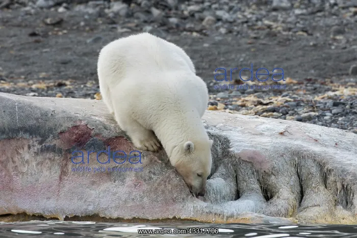 : Polar Bear - feeding on the carcass of a Sperm Whale : Polar Bear - feeding on the carcass of a Sperm Whale
