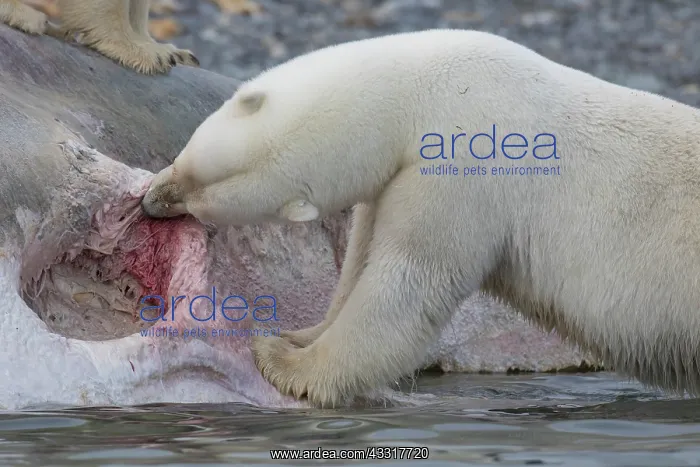 : Polar Bear - feeding on the carcass of a Sperm Whale : Polar Bear - feeding on the carcass of a Sperm Whale