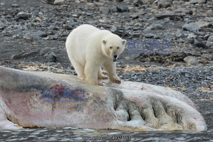 : Polar Bear - feeding on the carcass of a Sperm Whale : Polar Bear - feeding on the carcass of a Sperm Whale