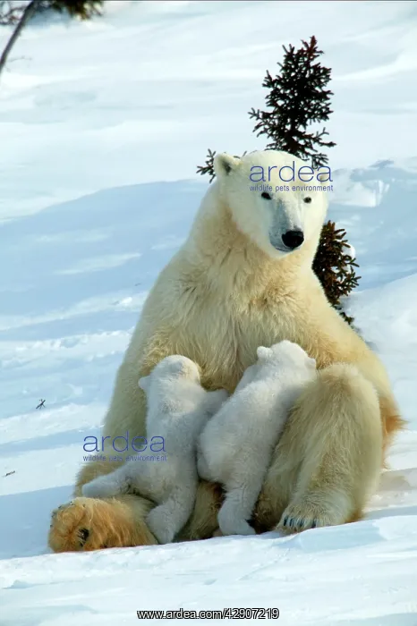 : Polar Bear - female and babies : Polar Bear - female and babies