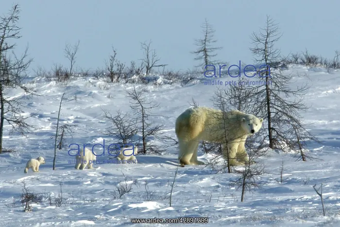 : Polar Bear female and baby : Polar Bear female and baby