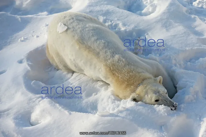 : Polar Bear female cleaning herself in the snow Ranua : Polar Bear female cleaning herself in the snow Ranua