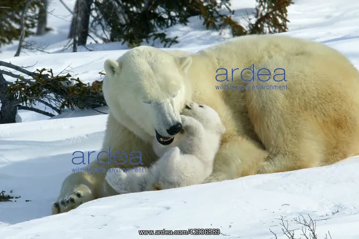 : Polar Bear - female and cub, biting / play fighting : Polar Bear - female and cub, biting / play fighting