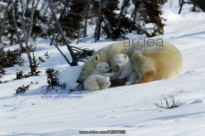 : Polar Bear - female and cubs. Babies play fight : Polar Bear - female and cubs. Babies play fight