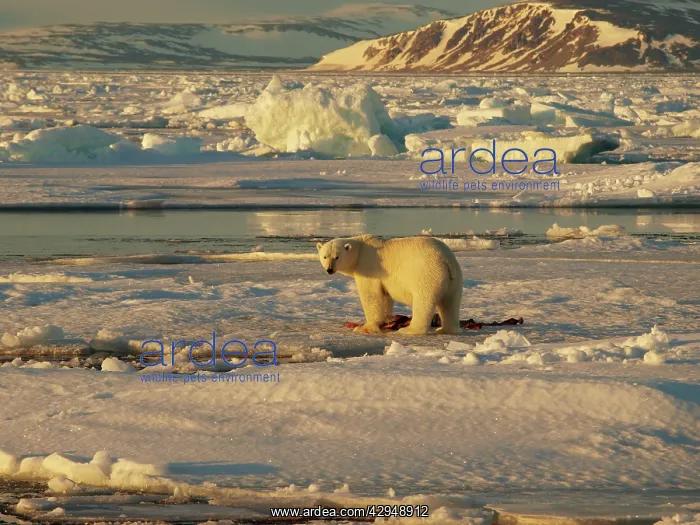 : Polar bear - female feeding on carcass : Polar bear - female feeding on carcass