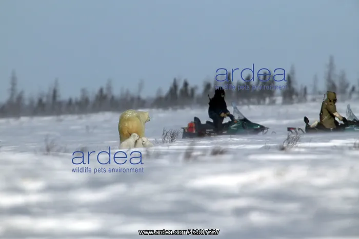 : Polar Bear - female protects her young, guarding : Polar Bear - female protects her young, guarding