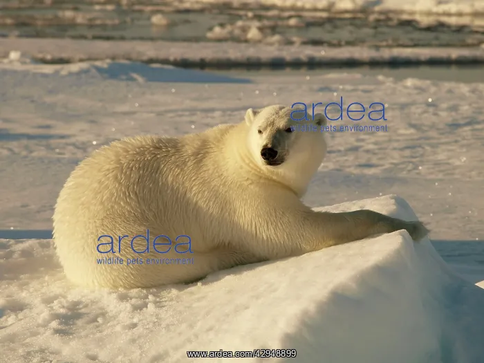 : Polar bear - female resting on pack ice : Polar bear - female resting on pack ice