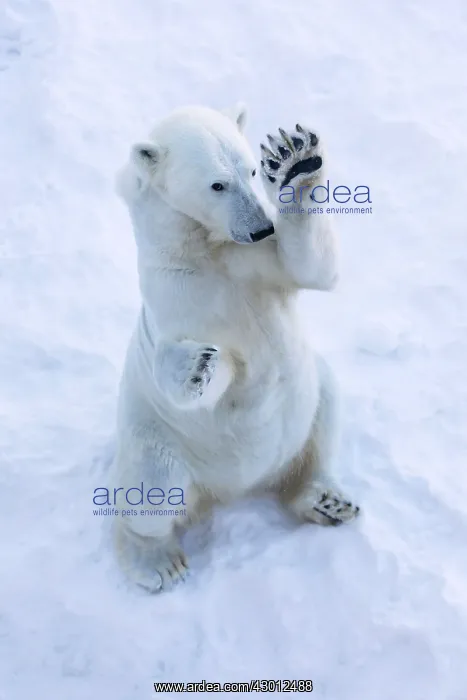 : Polar Bear female standing on hind legs Ranua Wildlife : Polar Bear female standing on hind legs Ranua Wildlife