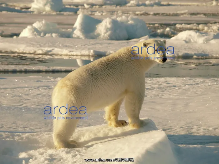 : Polar bear - female standing on pack ice : Polar bear - female standing on pack ice