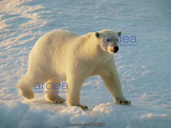 : Polar bear - female walking on pack ice : Polar bear - female walking on pack ice