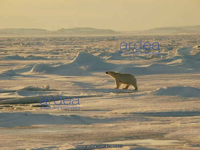 : Polar bear - female walking on pack ice : Polar bear - female walking on pack ice