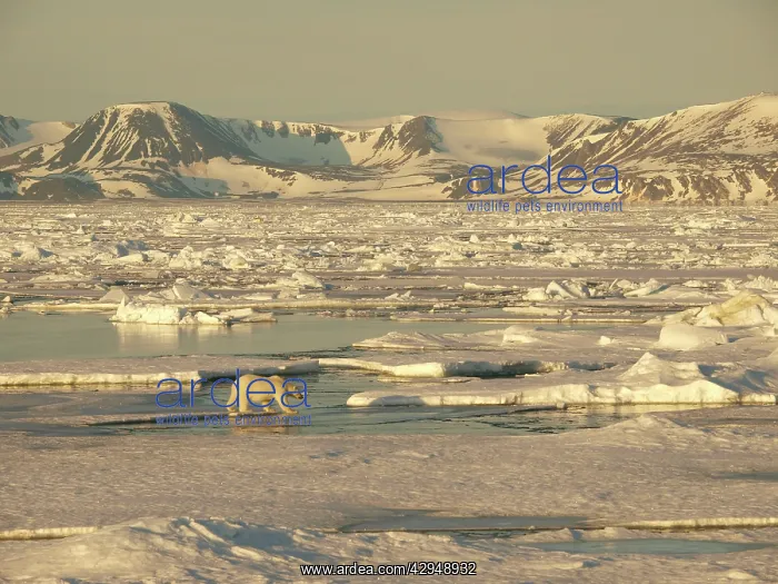 : Polar bear - female walking on pack ice : Polar bear - female walking on pack ice