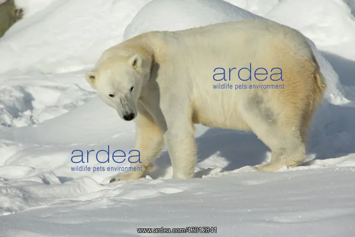: Polar Bear female in winter snow Ranua Wildlife : Polar Bear female in winter snow Ranua Wildlife