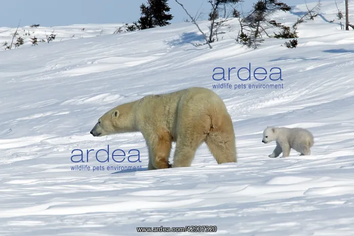 : Polar Bear - female with young. Cub following mother : Polar Bear - female with young. Cub following mother