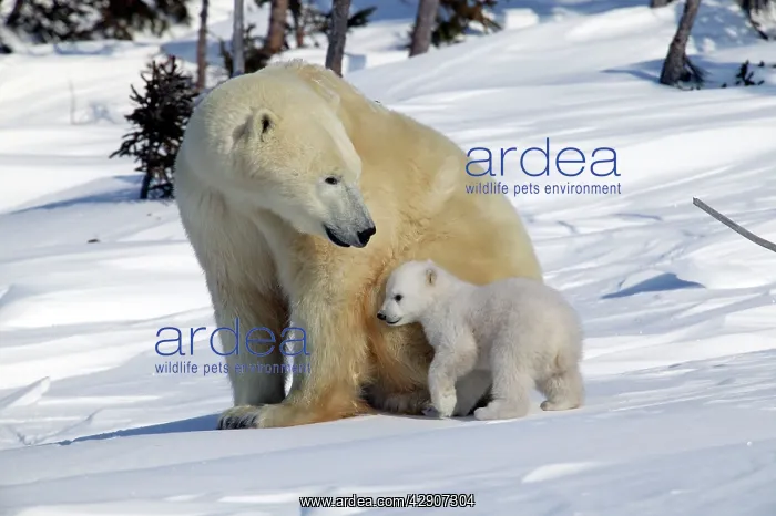 : Polar Bear - female with young, cub snuggles into her side : Polar Bear - female with young, cub snuggles into her side