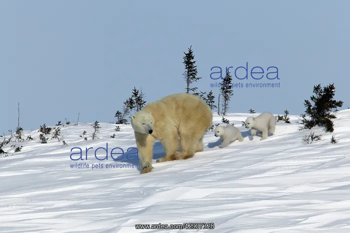 : Polar Bear - female with young, cubs follow mother