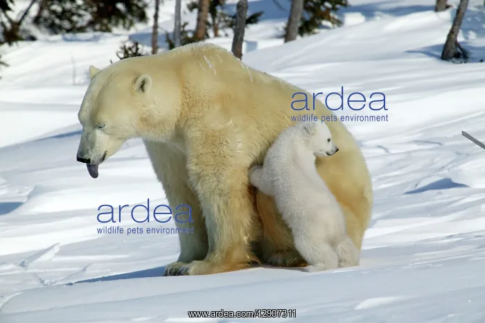 : Polar Bear - female with young, mother sticks out tongue : Polar Bear - female with young, mother sticks out tongue
