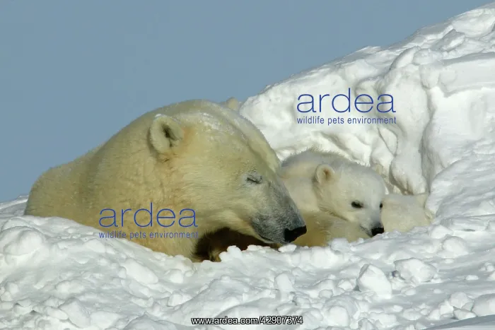 : Polar Bear - female with young, resting in hollow : Polar Bear - female with young, resting in hollow