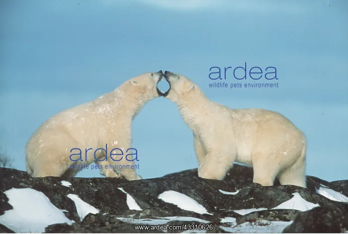 : POLAR BEAR - two fighting : POLAR BEAR - two fighting