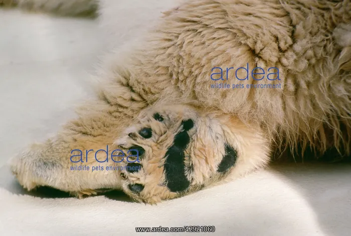 : Polar Bear - foot : Polar Bear - foot