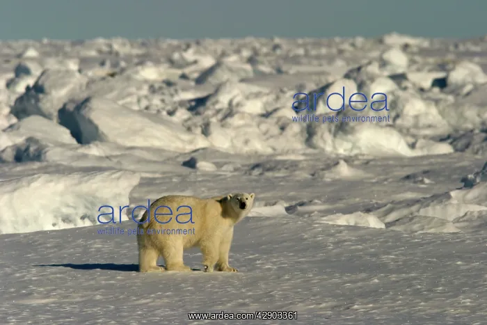 : Polar Bear - in frozen habitat landscape : Polar Bear - in frozen habitat landscape