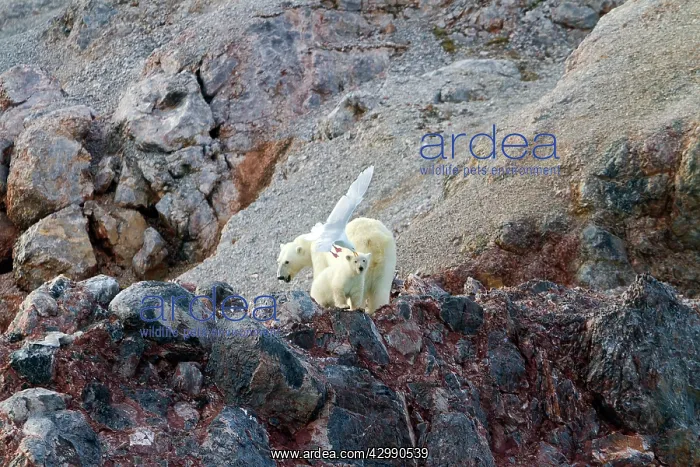 : Polar Bear - with Glaucous Gull (Larus hyperboreus) : Polar Bear - with Glaucous Gull (Larus hyperboreus)