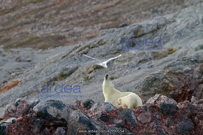 : Polar Bear - with Glaucous Gull (Larus hyperboreus) : Polar Bear - with Glaucous Gull (Larus hyperboreus)