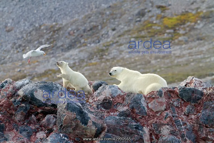 : Polar Bear - with Glaucous Gull (Larus hyperboreus) : Polar Bear - with Glaucous Gull (Larus hyperboreus)
