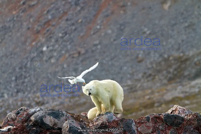 : Polar Bear - with Glaucous Gull (Larus hyperboreus) : Polar Bear - with Glaucous Gull (Larus hyperboreus)