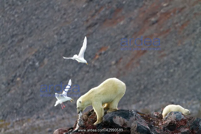 : Polar Bear - with Glaucous Gull (Larus hyperboreus) : Polar Bear - with Glaucous Gull (Larus hyperboreus)