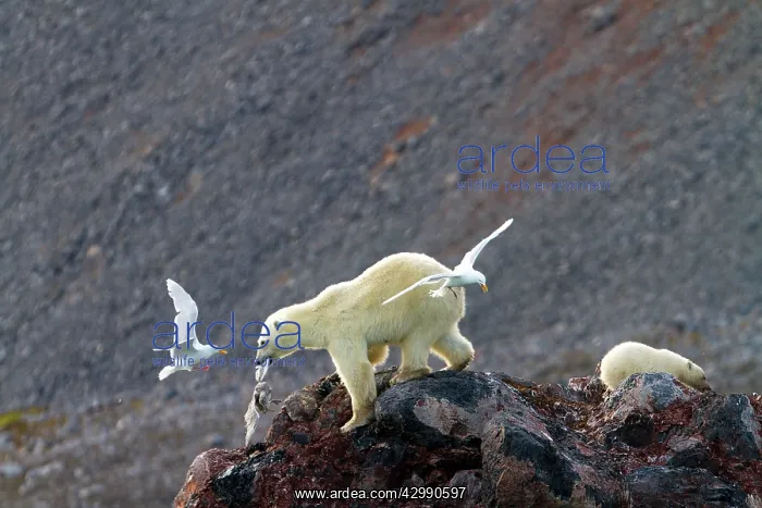: Polar Bear - with Glaucous Gull (Larus hyperboreus) : Polar Bear - with Glaucous Gull (Larus hyperboreus)