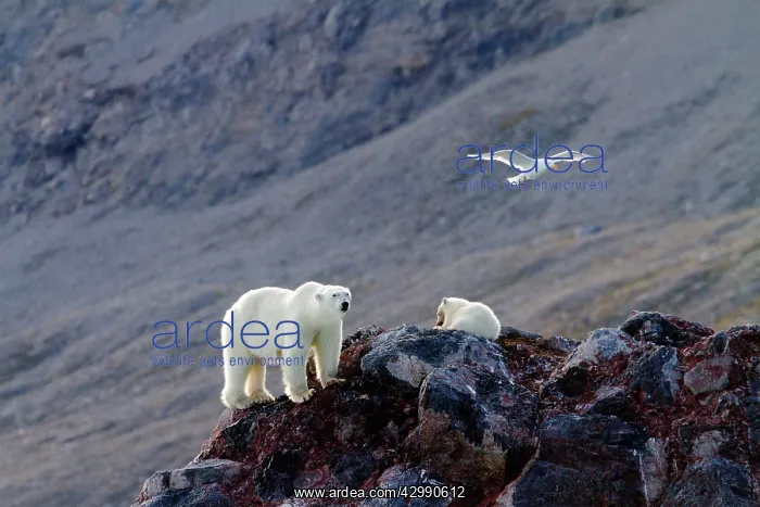 : Polar Bear - with Glaucous Gull (Larus hyperboreus) : Polar Bear - with Glaucous Gull (Larus hyperboreus)