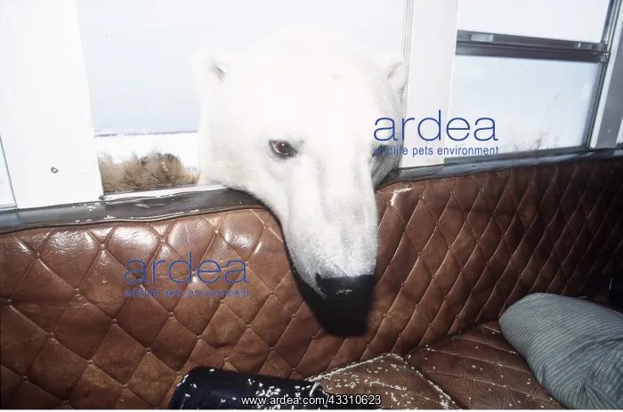 : Polar Bear - head through van window : Polar Bear - head through van window