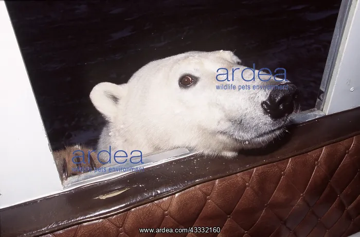 : POLAR BEAR - Head at van window : POLAR BEAR - Head at van window