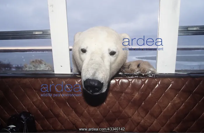 : Polar Bear - head through van window : Polar Bear - head through van window